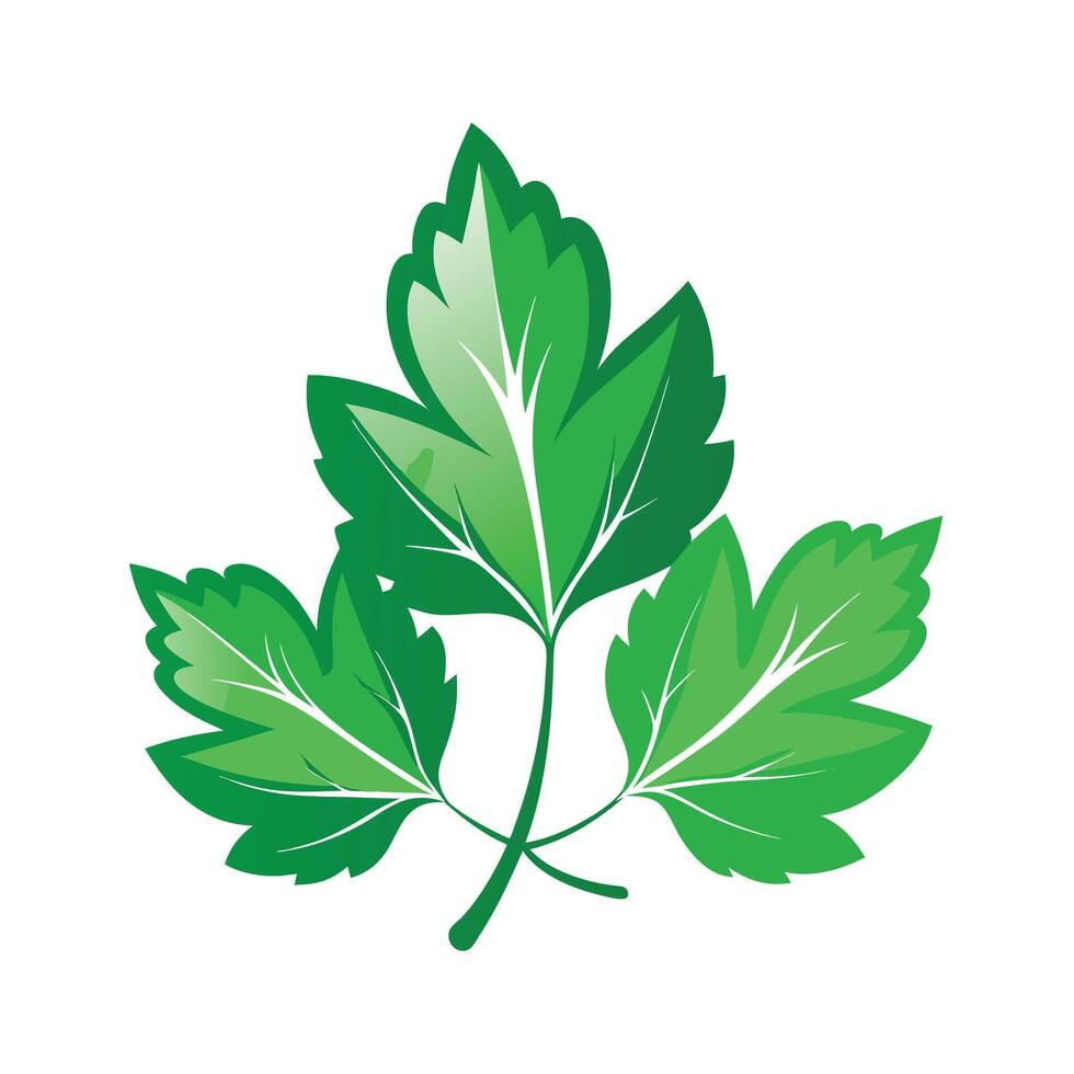 Realistic Beautiful Leaves Illustration vector