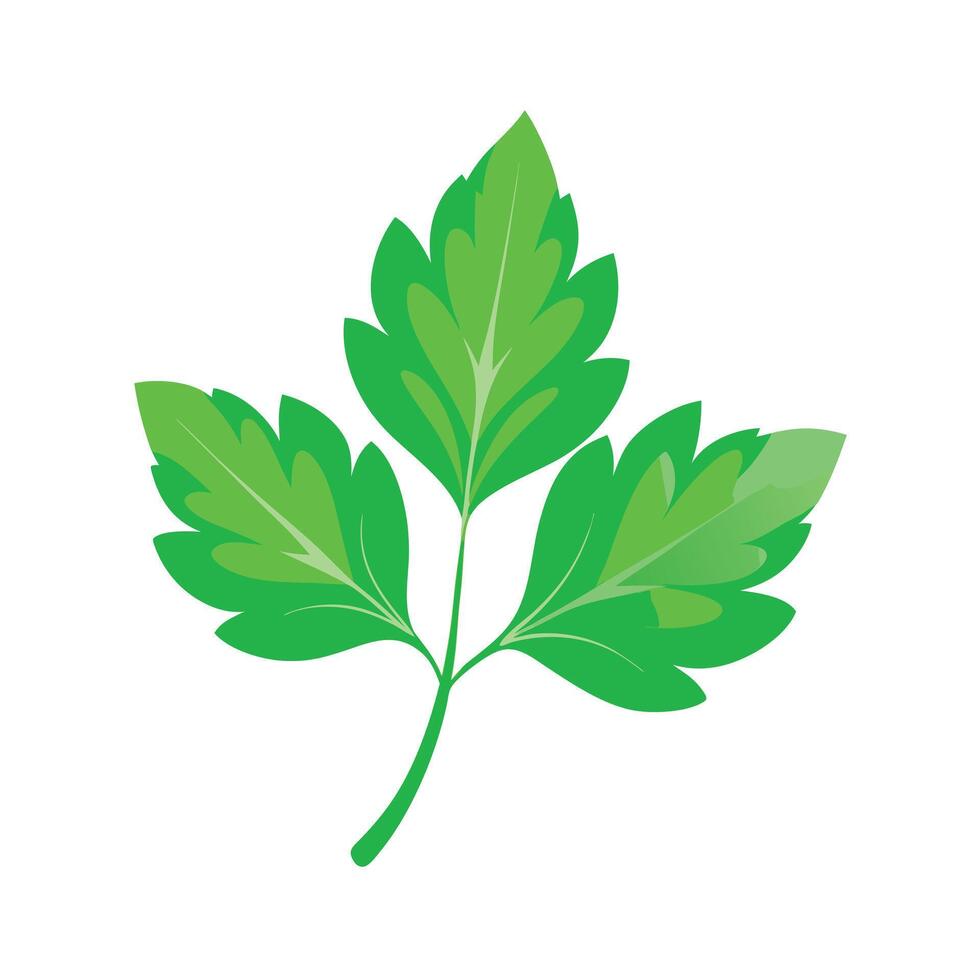 Realistic Beautiful Leaves Illustration vector