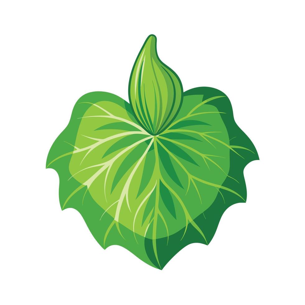 Realistic Beautiful Leaves Illustration vector
