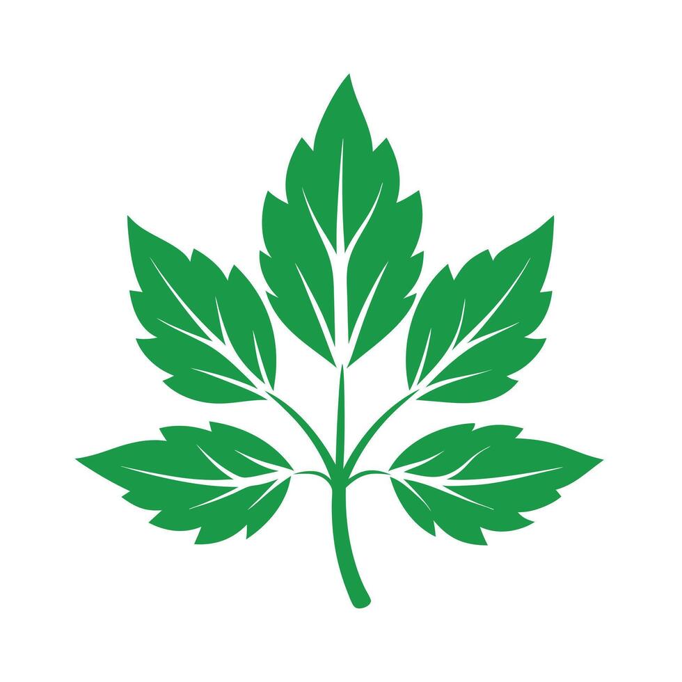 Realistic Beautiful Leaves Illustration vector