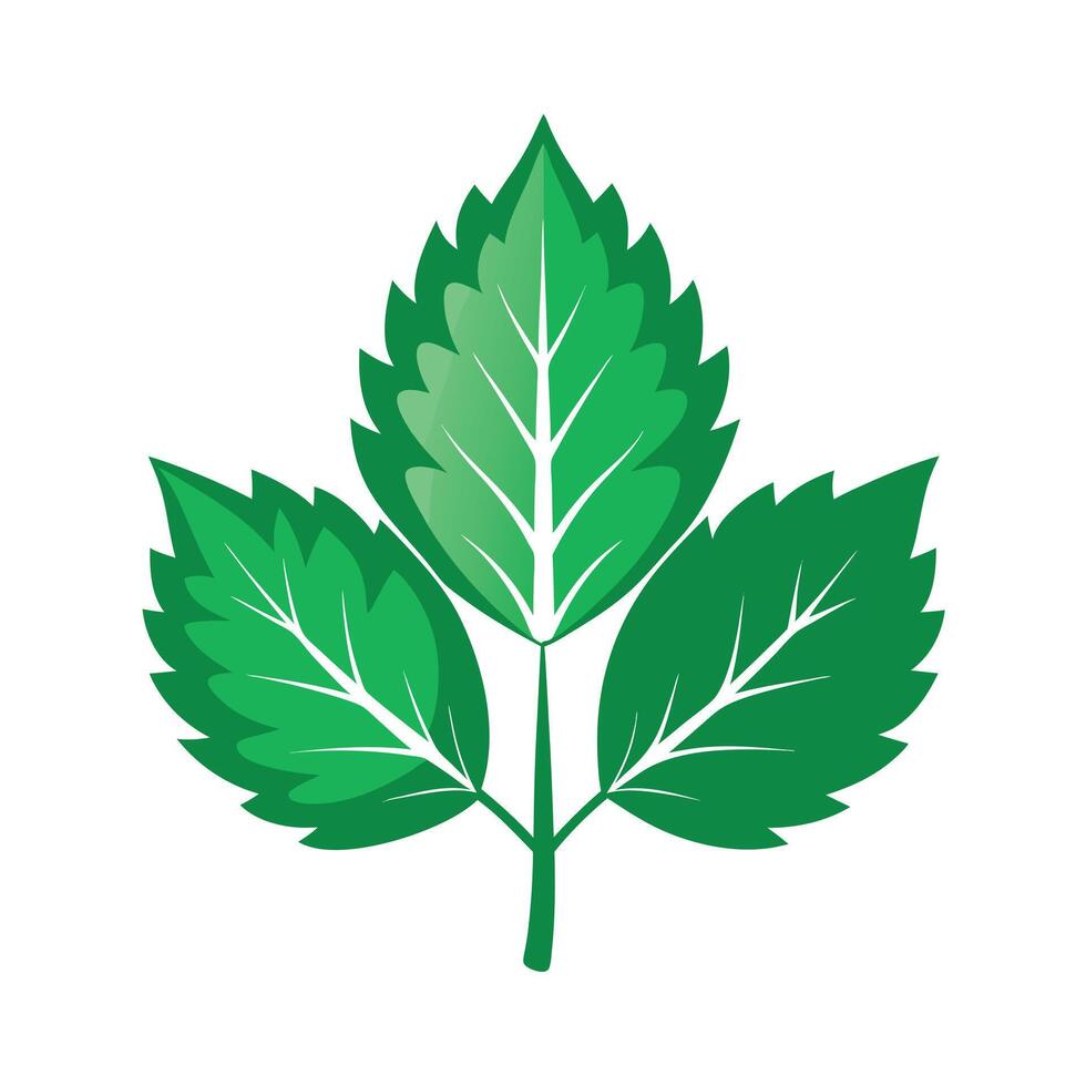 Realistic Beautiful Leaves Illustration vector