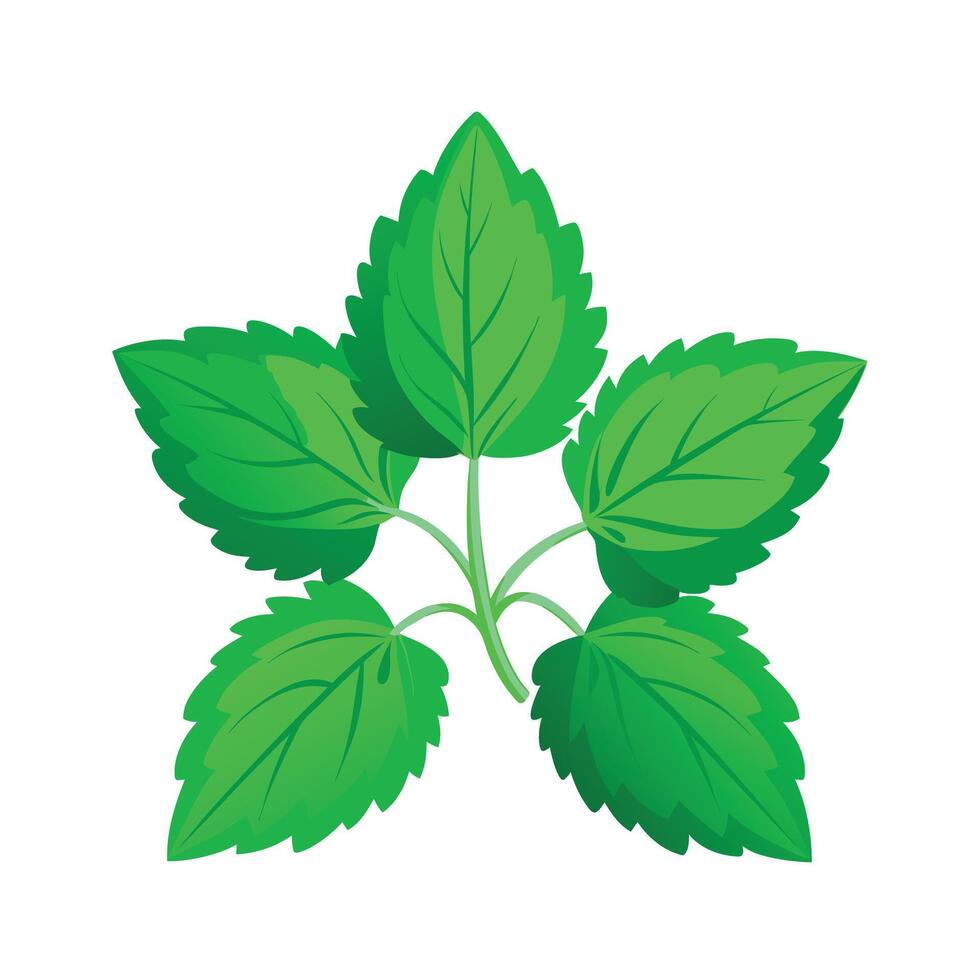 Realistic Beautiful Leaves Illustration vector