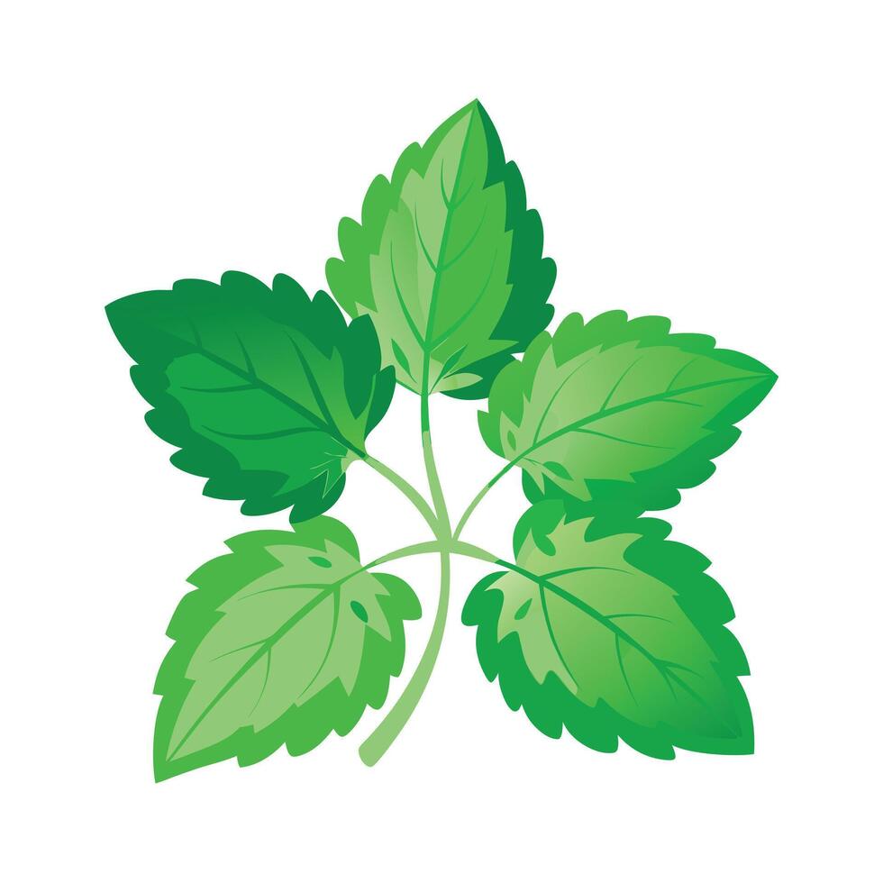 Realistic Beautiful Leaves Illustration vector
