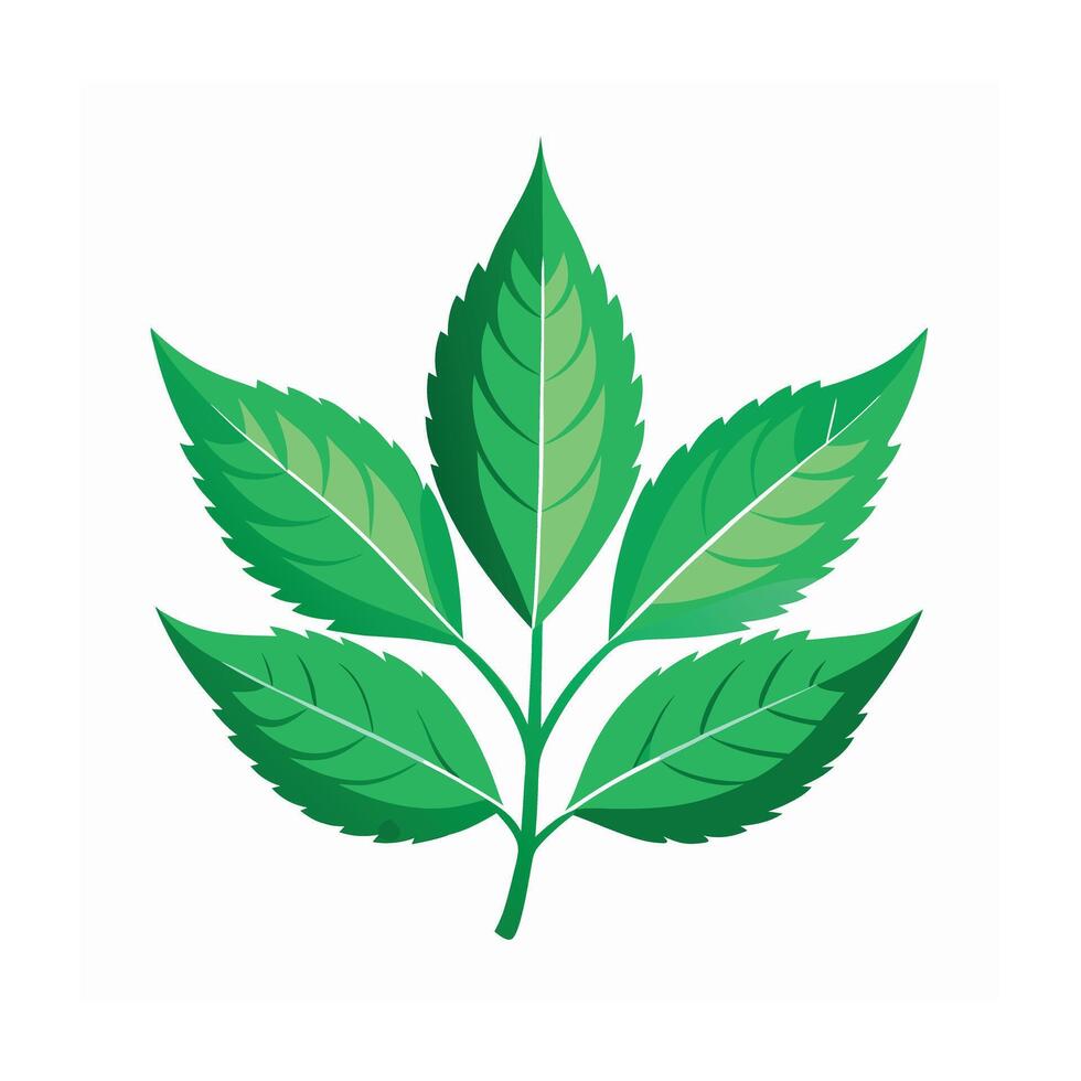 Realistic Beautiful Leaves Illustration vector