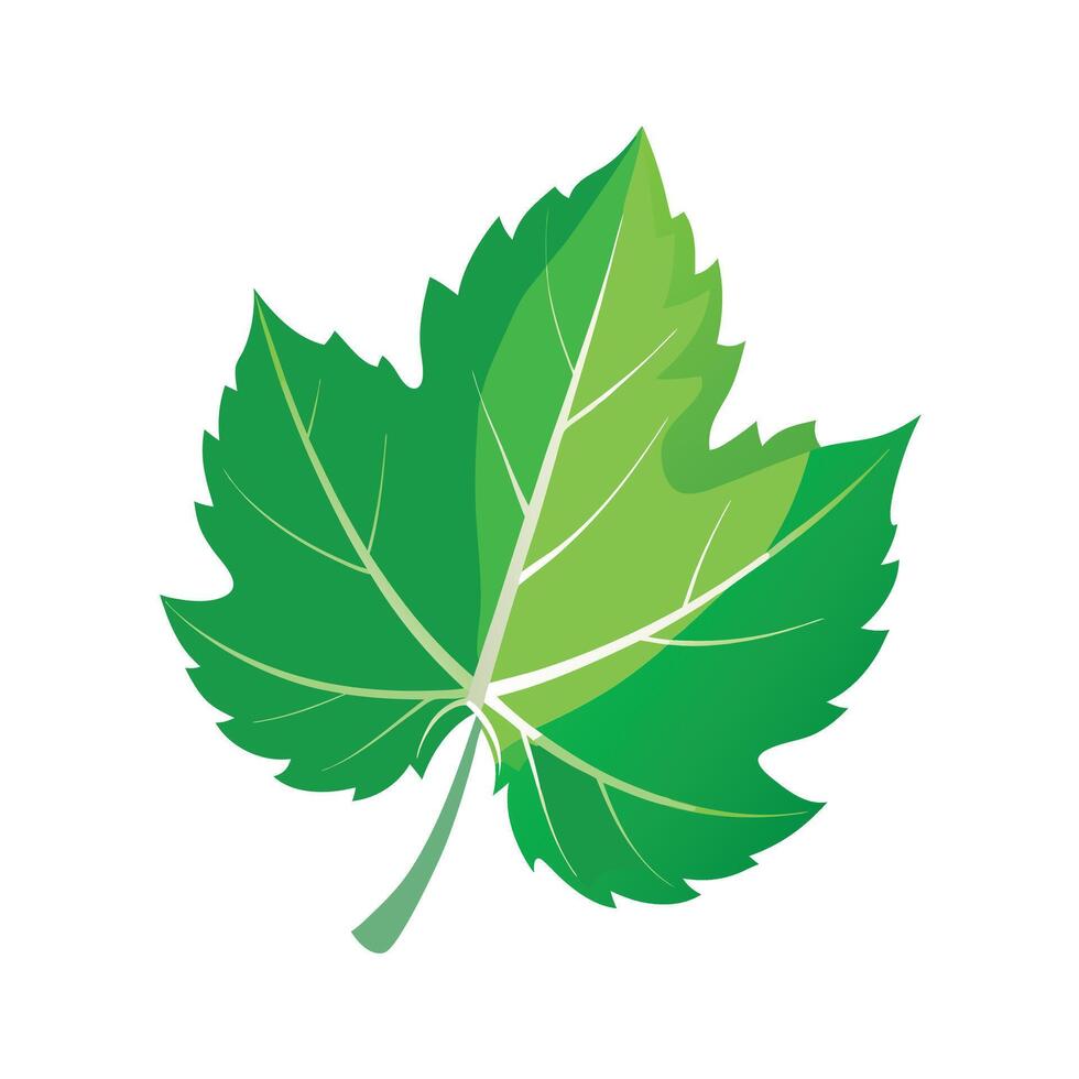 Realistic Beautiful Leaves Illustration vector
