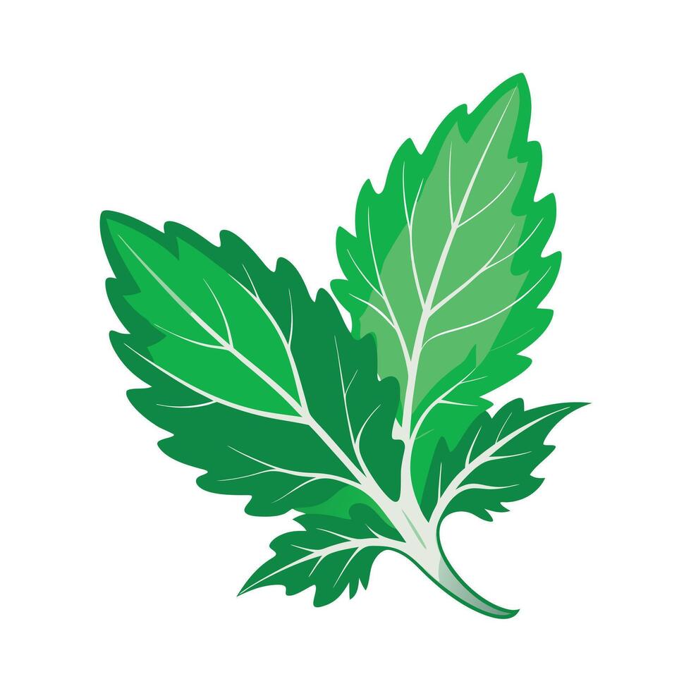 Realistic Beautiful Leaves Illustration vector