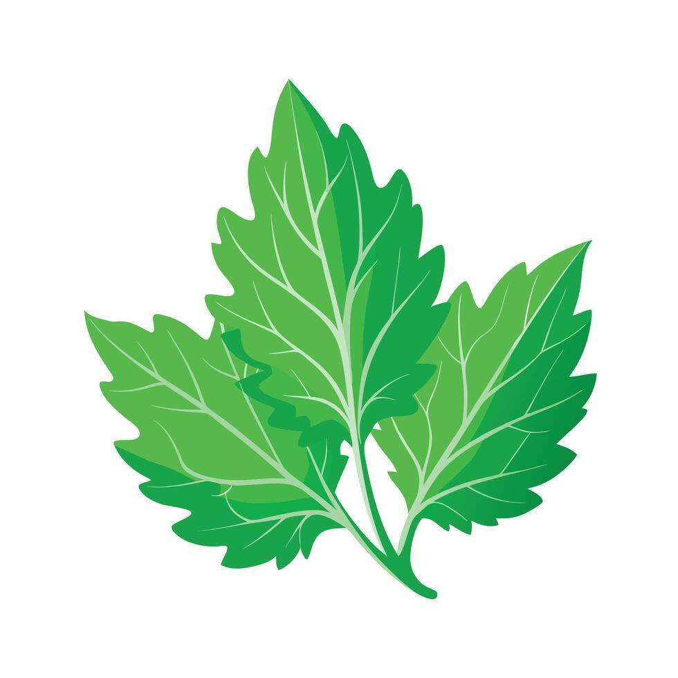 Realistic Beautiful Leaves Illustration vector