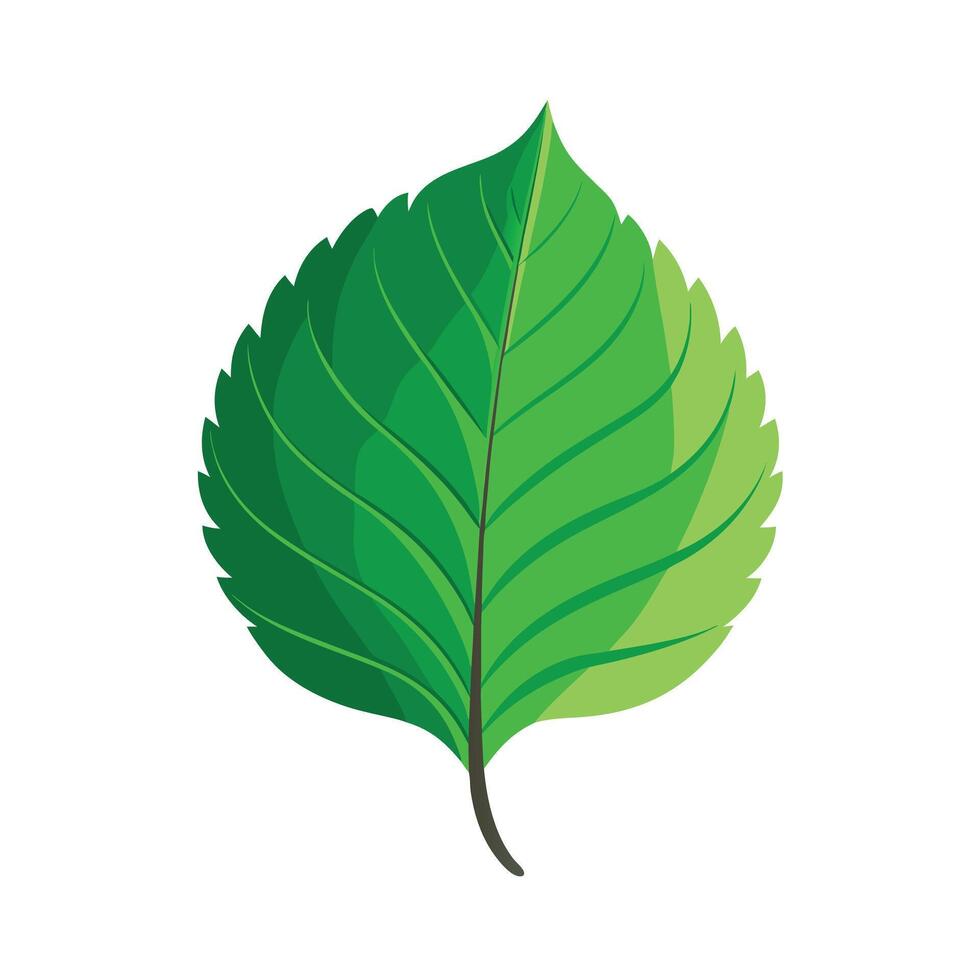 Realistic Beautiful Leaves Illustration vector