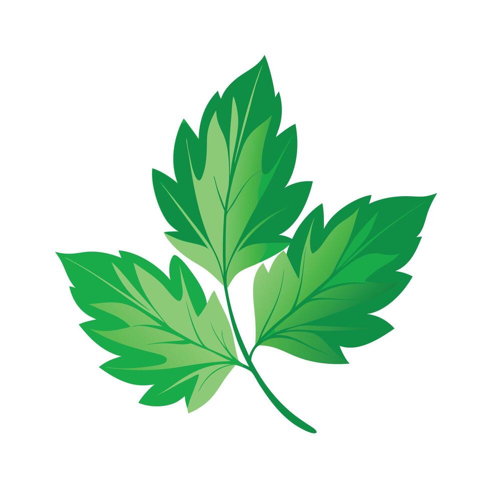 Realistic Beautiful Leaves Illustration vector