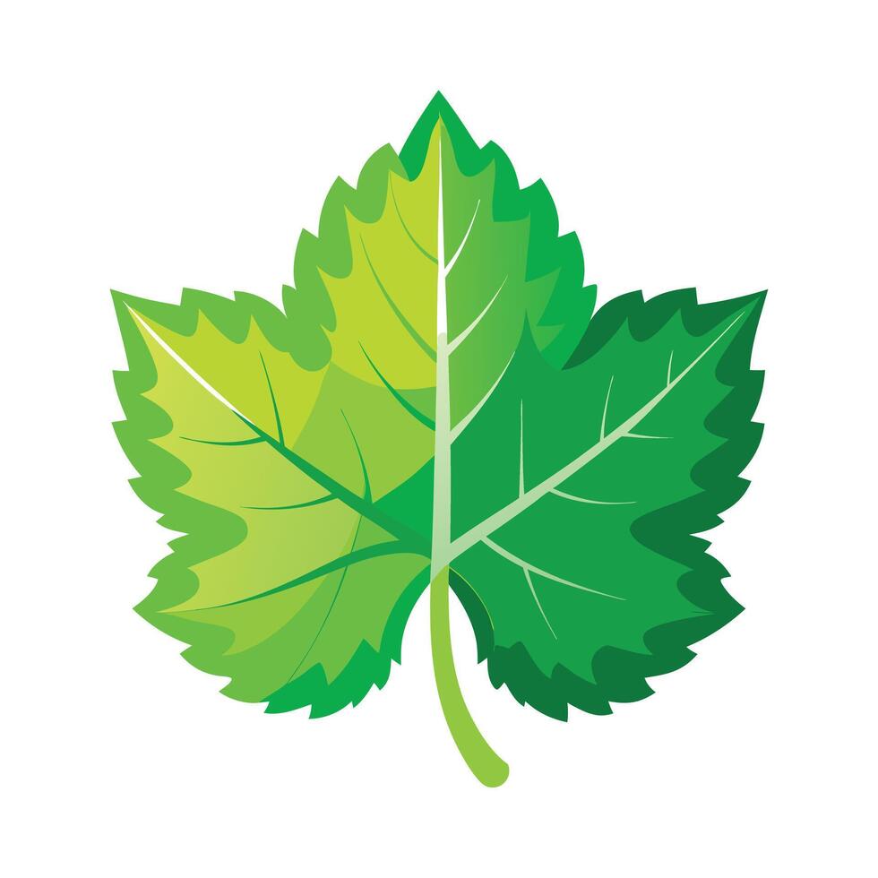 Realistic Beautiful Leaves Illustration vector