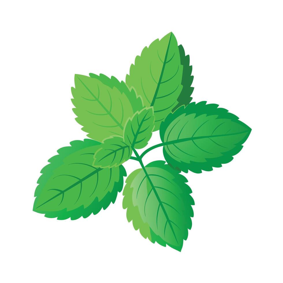 Realistic Beautiful Leaves Illustration vector