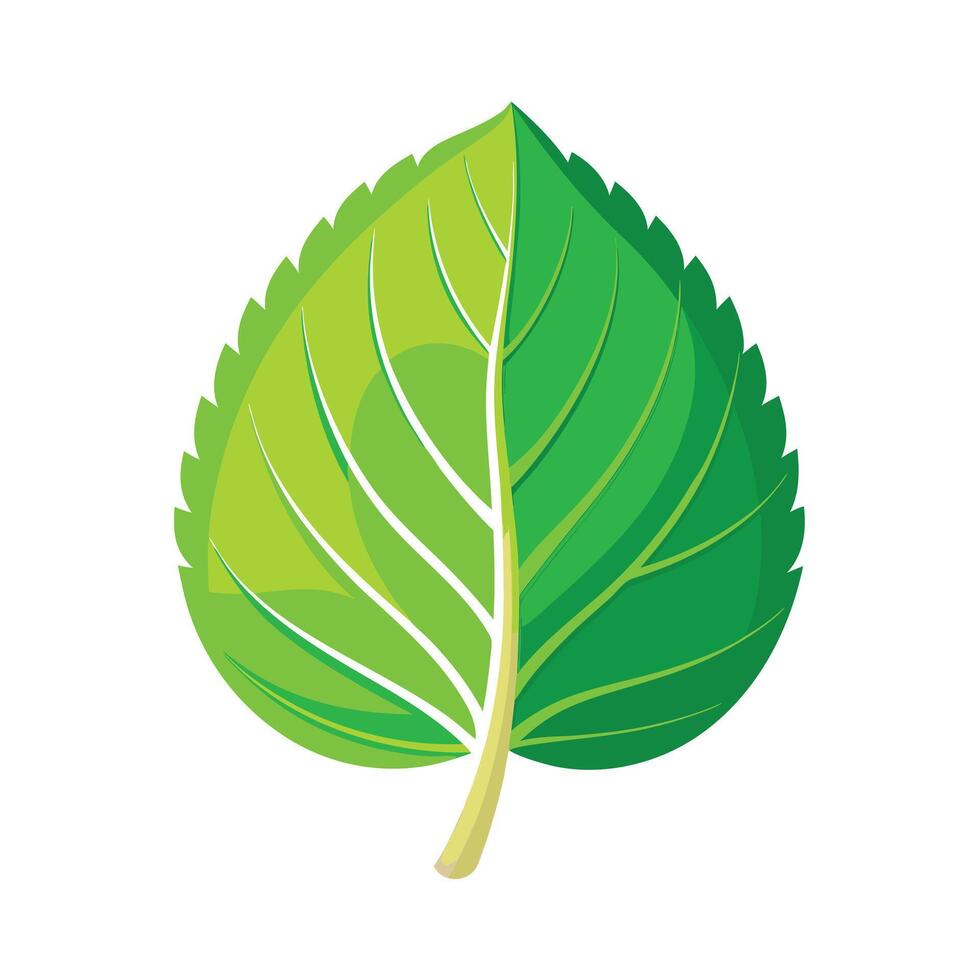 Realistic Beautiful Leaves Illustration vector