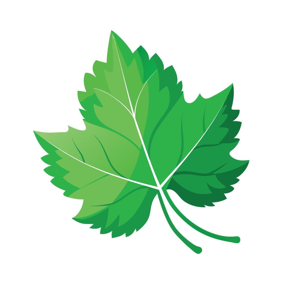 Realistic Beautiful Leaves Illustration vector