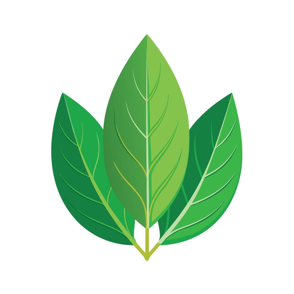 Realistic Beautiful Leaves Illustration vector