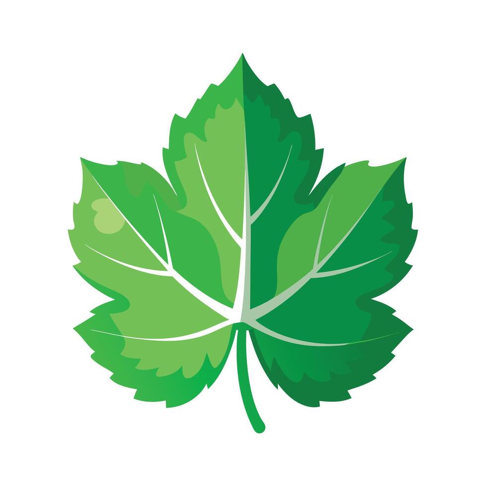 Realistic Beautiful Leaves Illustration vector