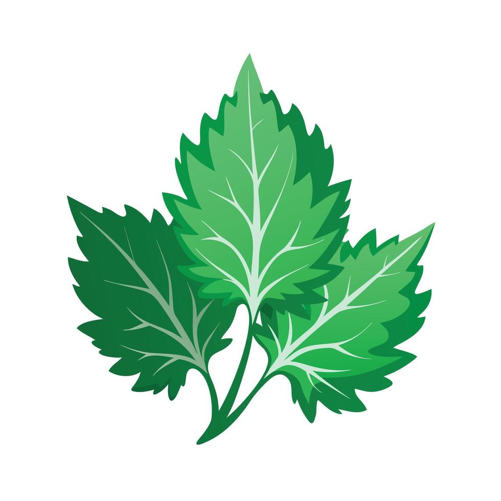 Realistic Beautiful Leaves Illustration vector
