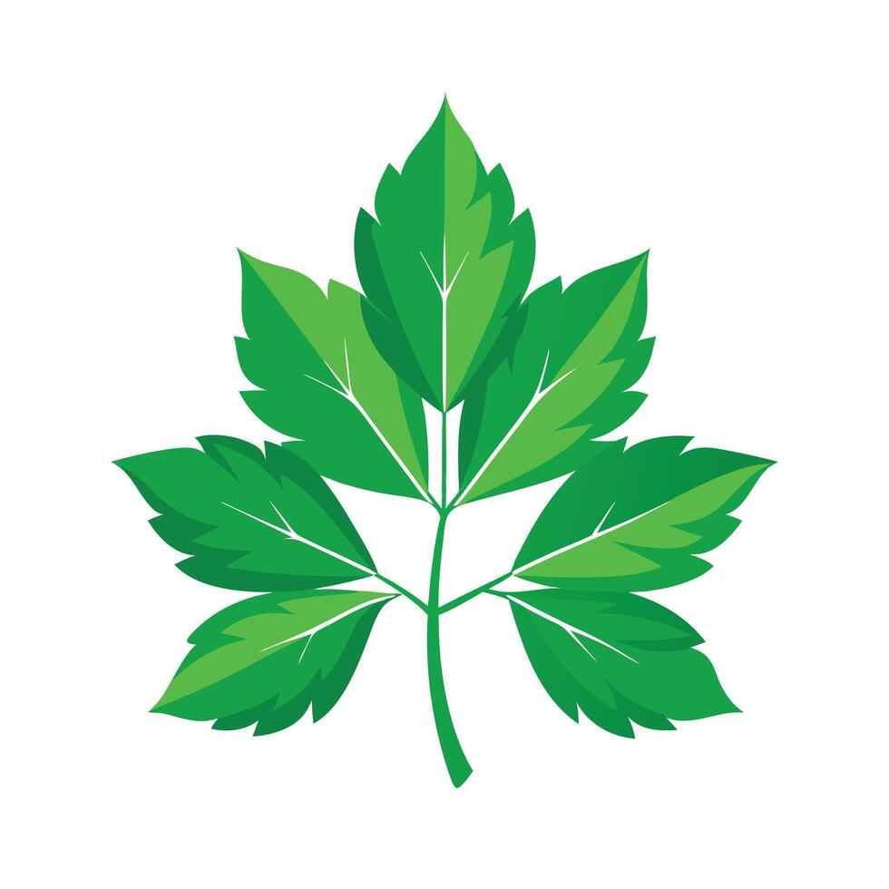 Realistic Beautiful Leaves Illustration vector