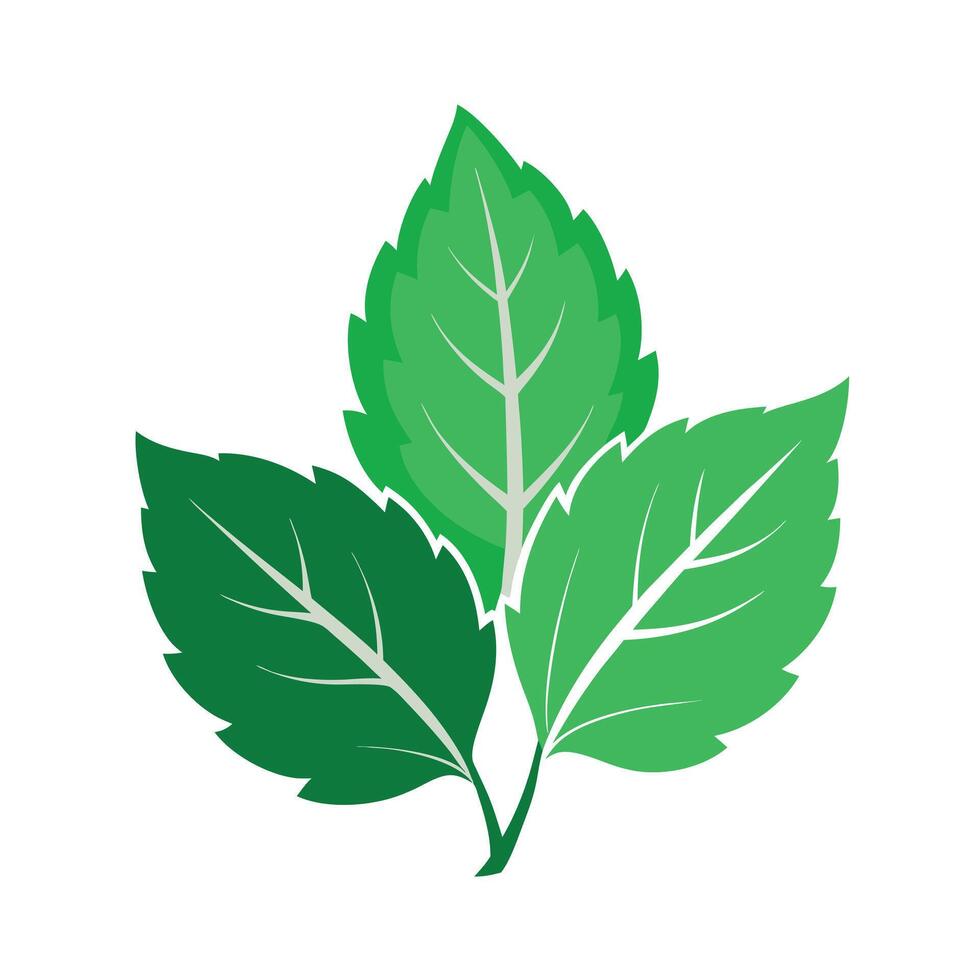 Realistic Beautiful Leaves Illustration vector