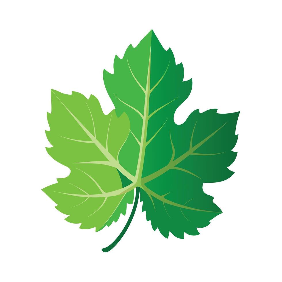 Realistic Beautiful Leaves Illustration vector