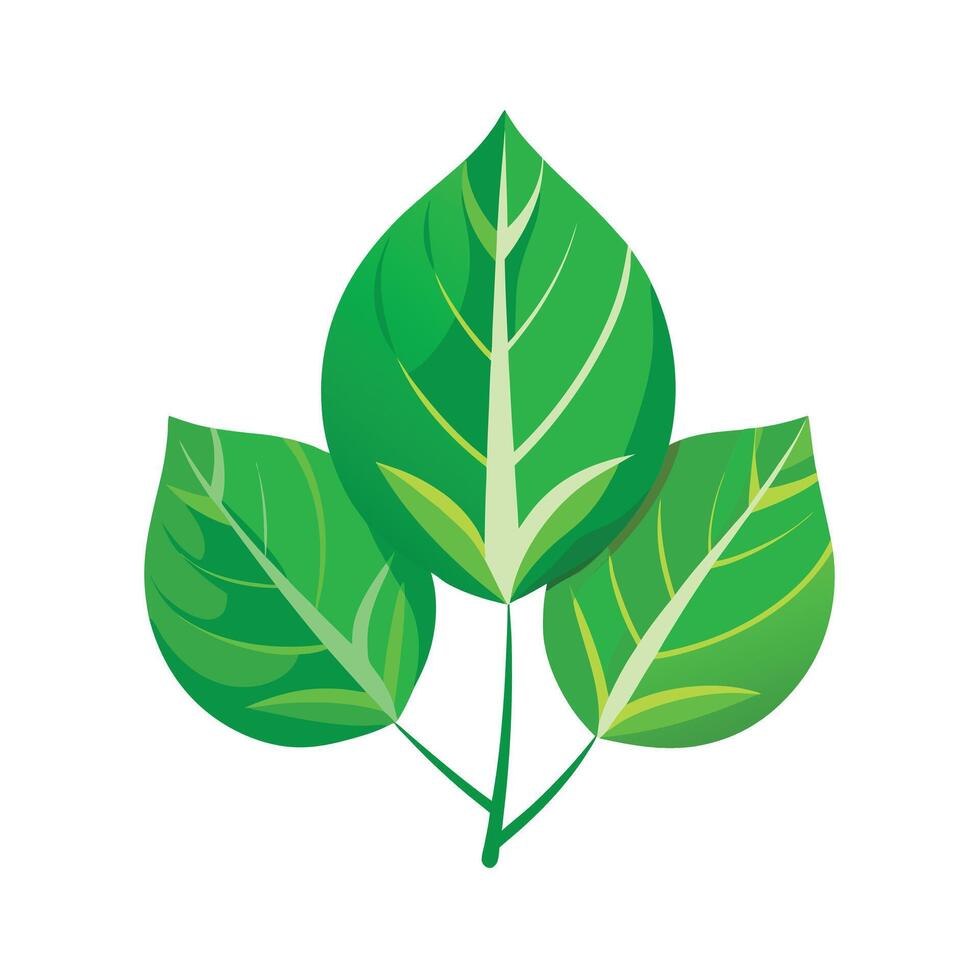 Realistic Beautiful Leaves Illustration vector
