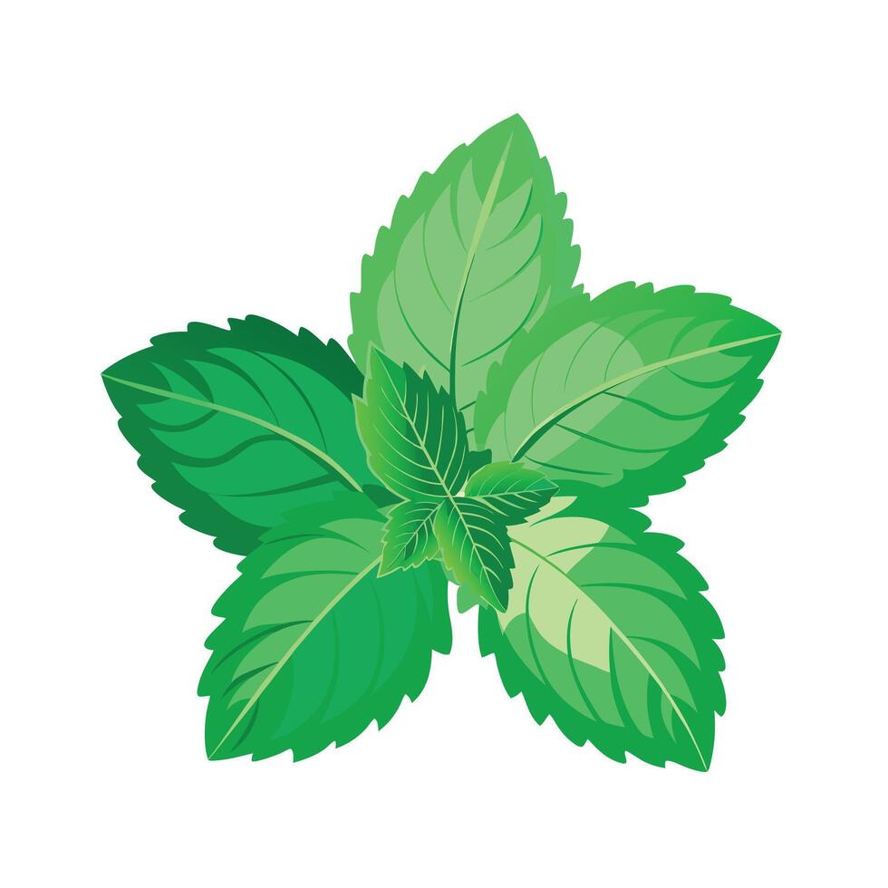 Realistic Beautiful Leaves Illustration vector