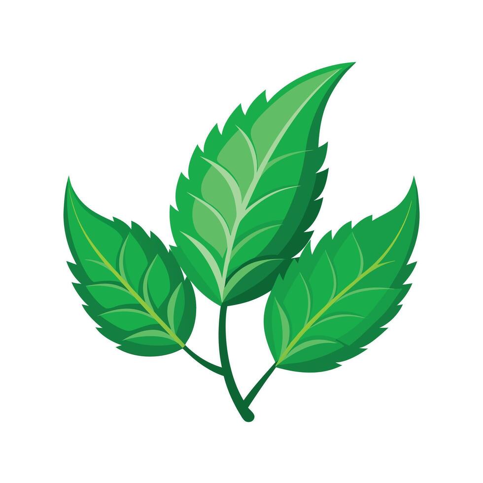 Realistic Beautiful Leaves Illustration vector