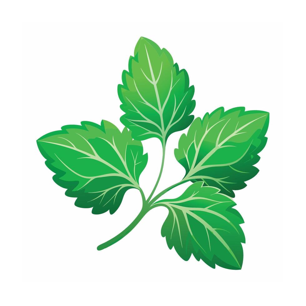 Realistic Beautiful Leaves Illustration vector