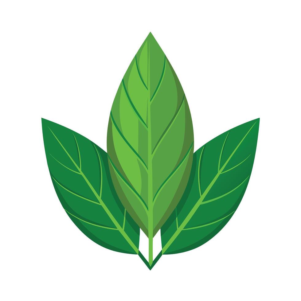 Realistic Beautiful Leaves Illustration vector