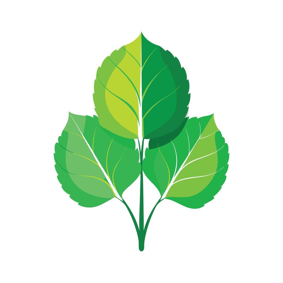 Realistic Beautiful Leaves Illustration vector