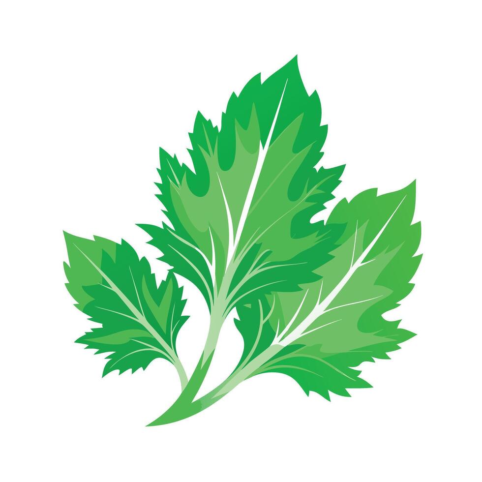 Realistic Beautiful Leaves Illustration vector