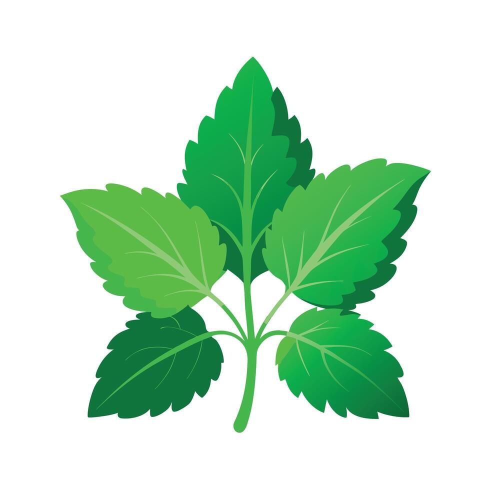 Realistic Beautiful Leaves Illustration vector