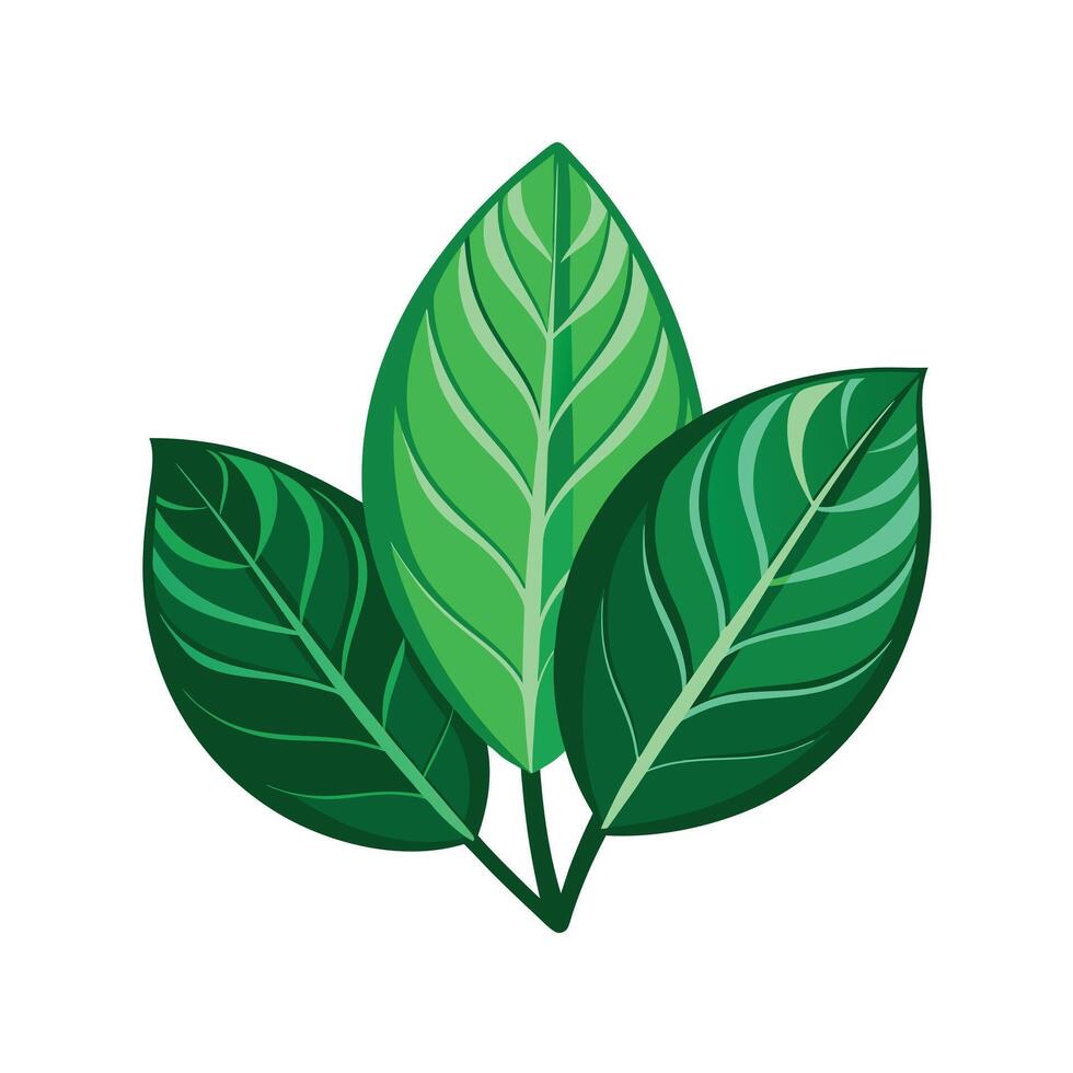 Realistic Beautiful Leaves Illustration vector