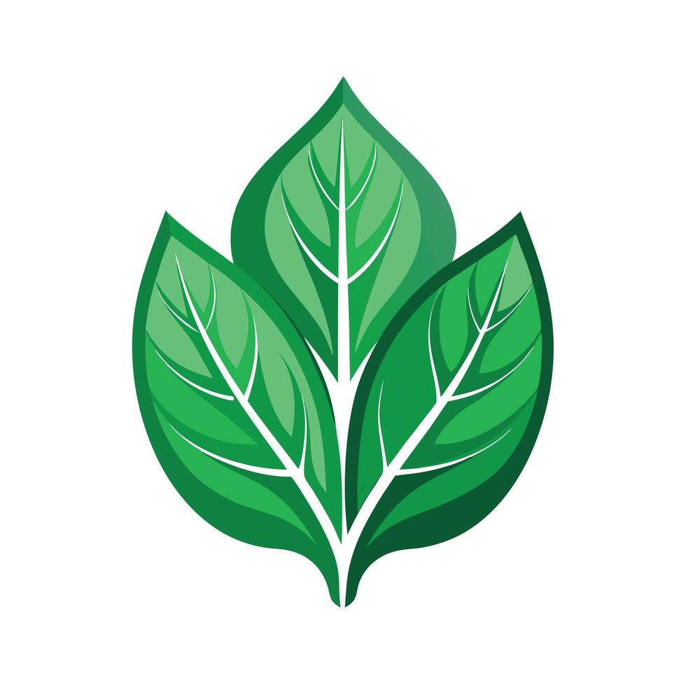 Realistic Beautiful Leaves Illustration vector
