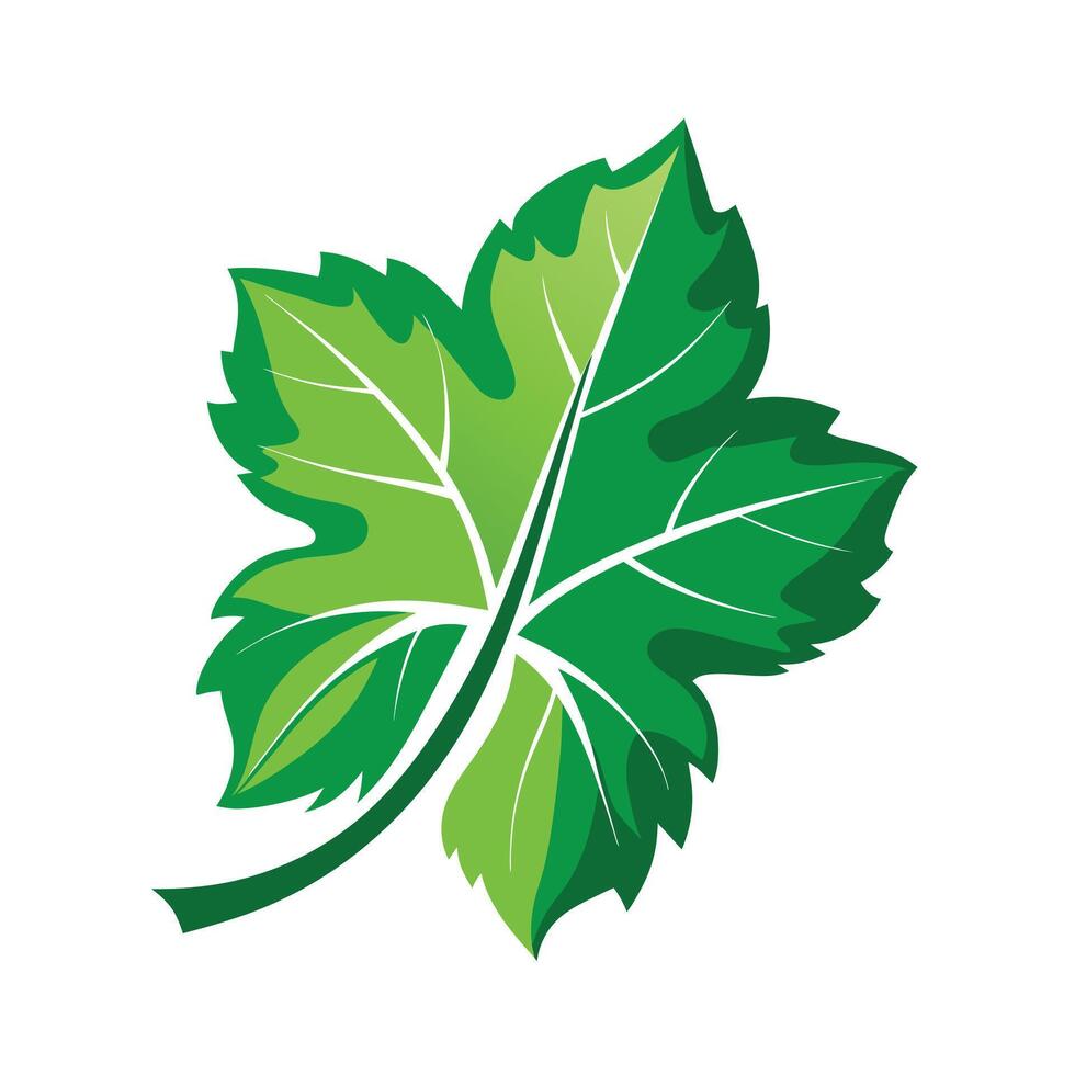 Realistic Beautiful Leaves Illustration vector
