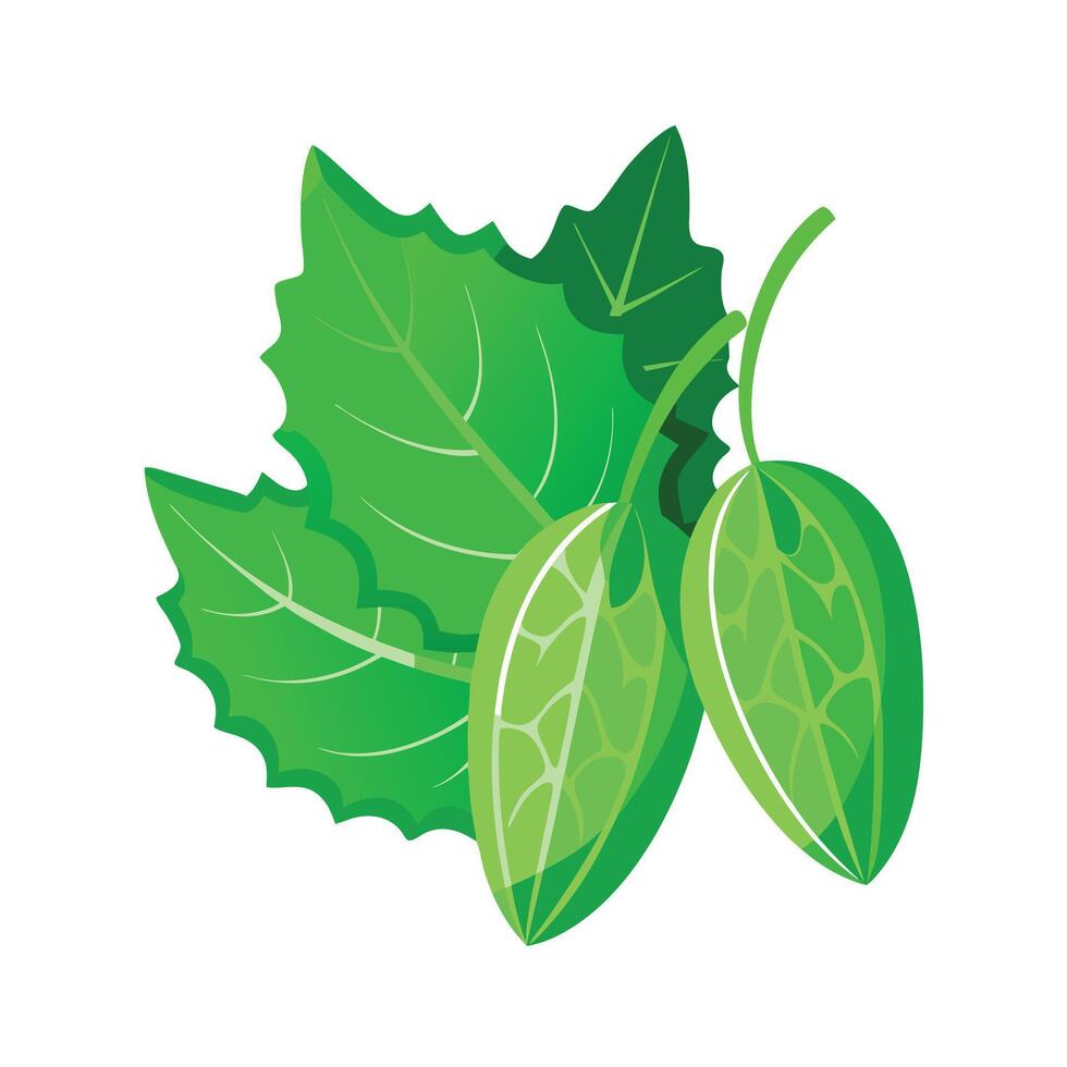 Realistic Beautiful Leaves Illustration vector