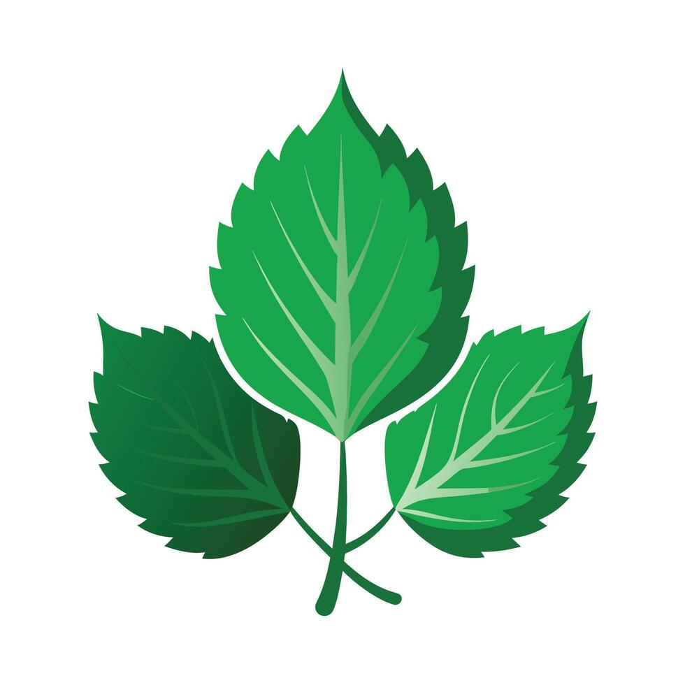 Realistic Beautiful Leaves Illustration vector