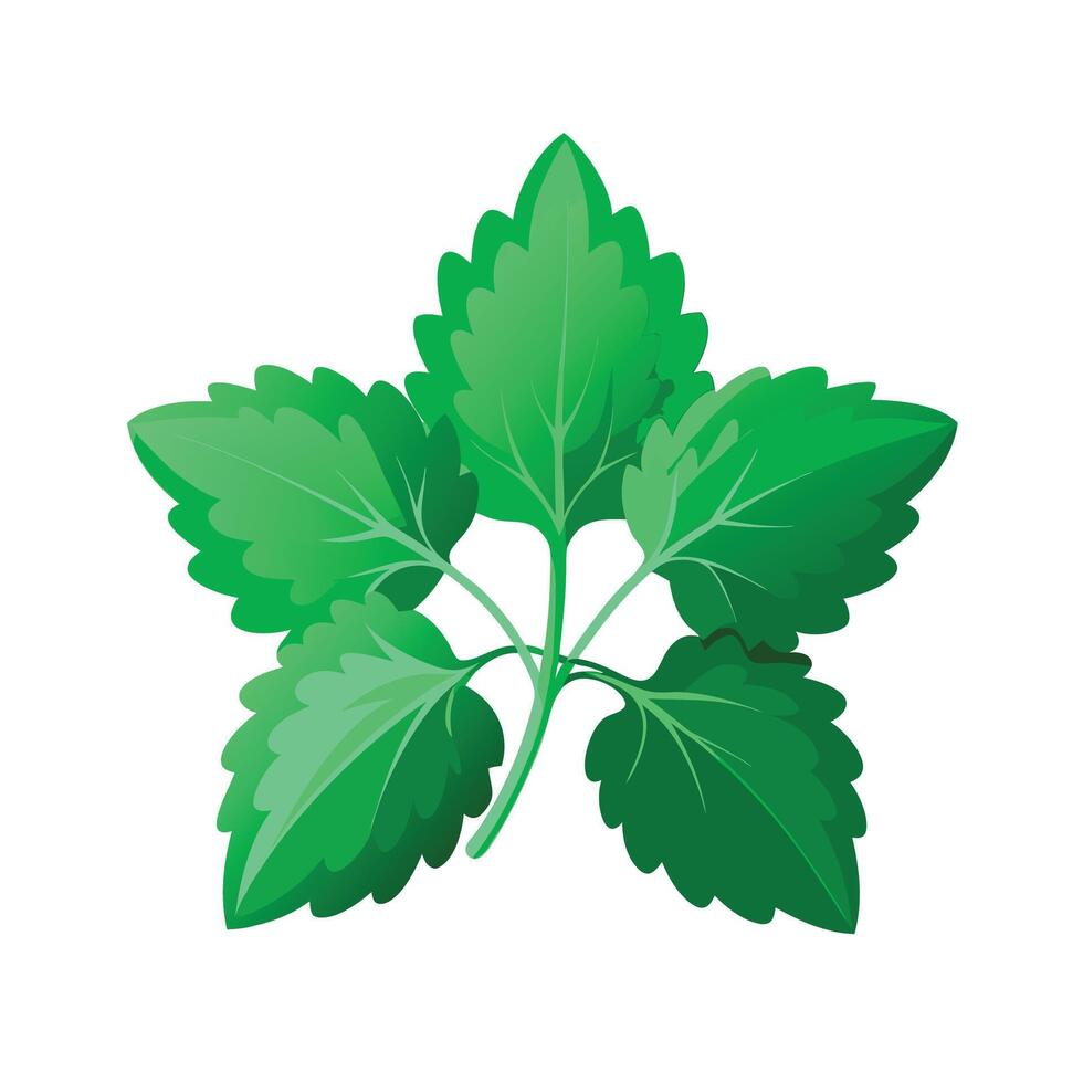Realistic Beautiful Leaves Illustration vector