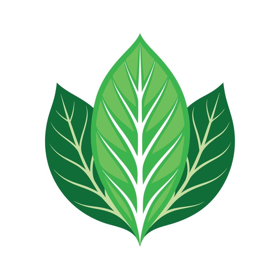 Realistic Beautiful Leaves Illustration vector