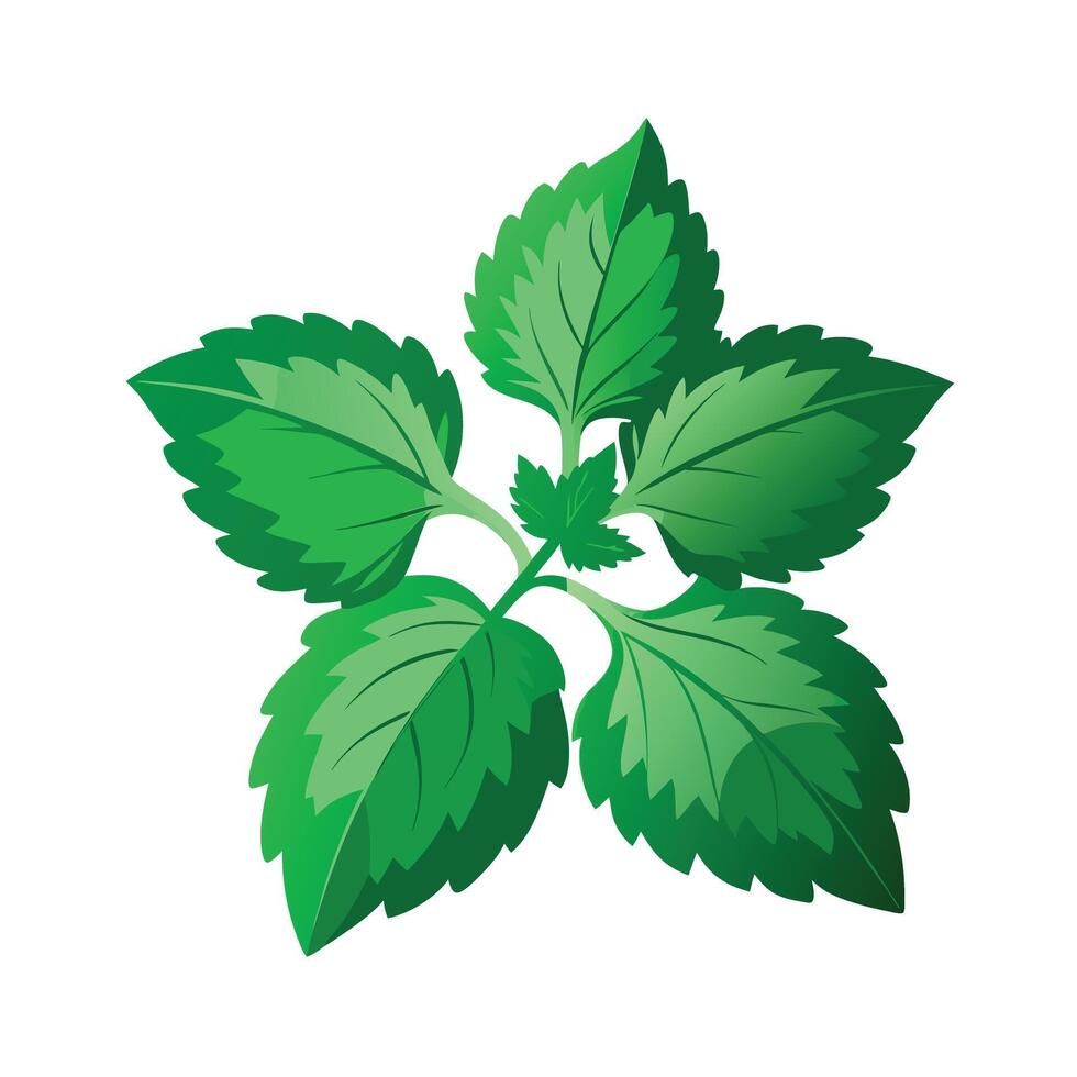 Realistic Beautiful Leaves Illustration vector