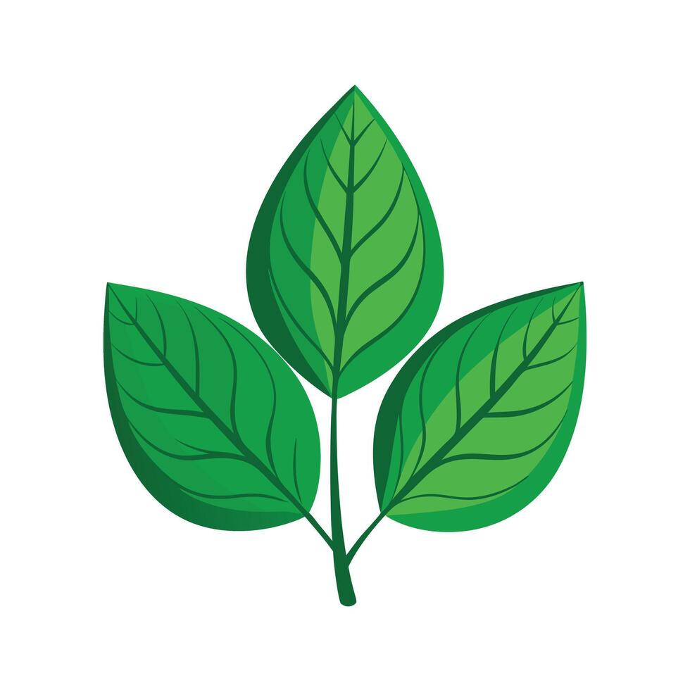 Realistic Beautiful Leaves Illustration vector