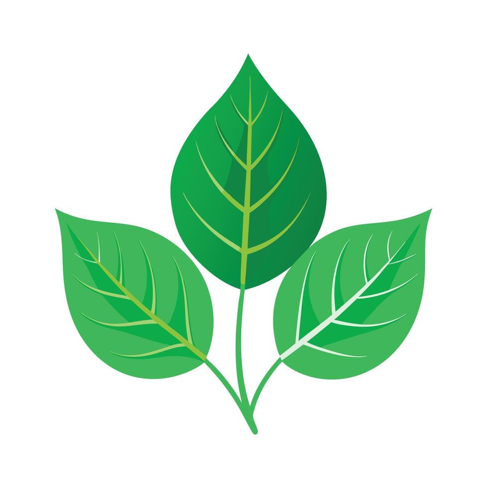 Realistic Beautiful Leaves Illustration vector