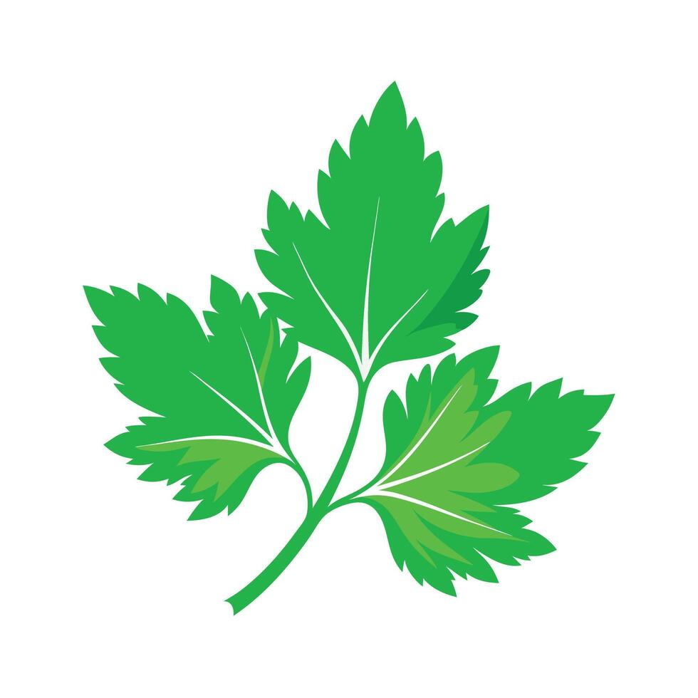 Realistic Beautiful Leaves Illustration vector