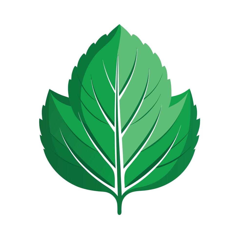 Realistic Beautiful Leaves Illustration vector