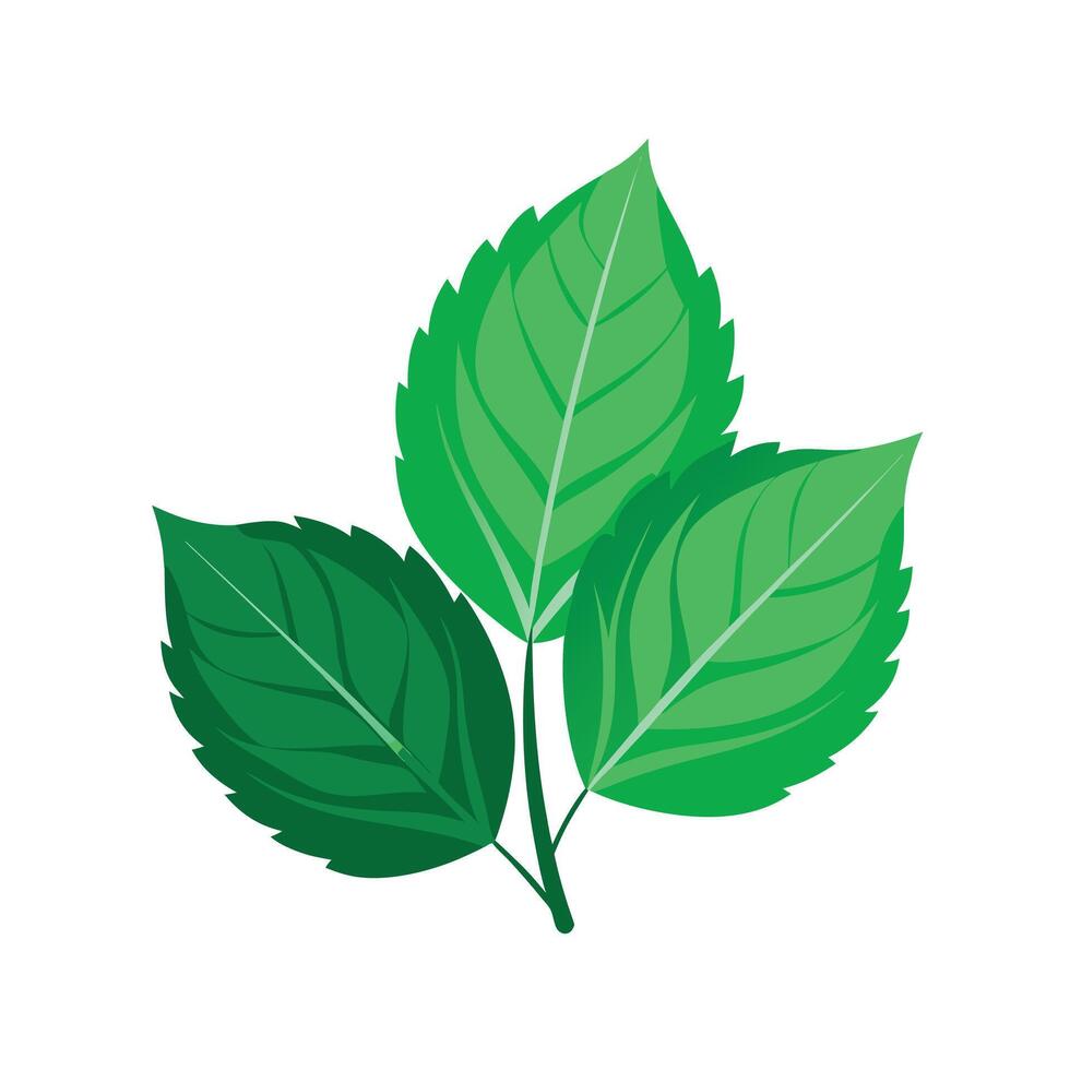 Realistic Beautiful Leaves Illustration vector