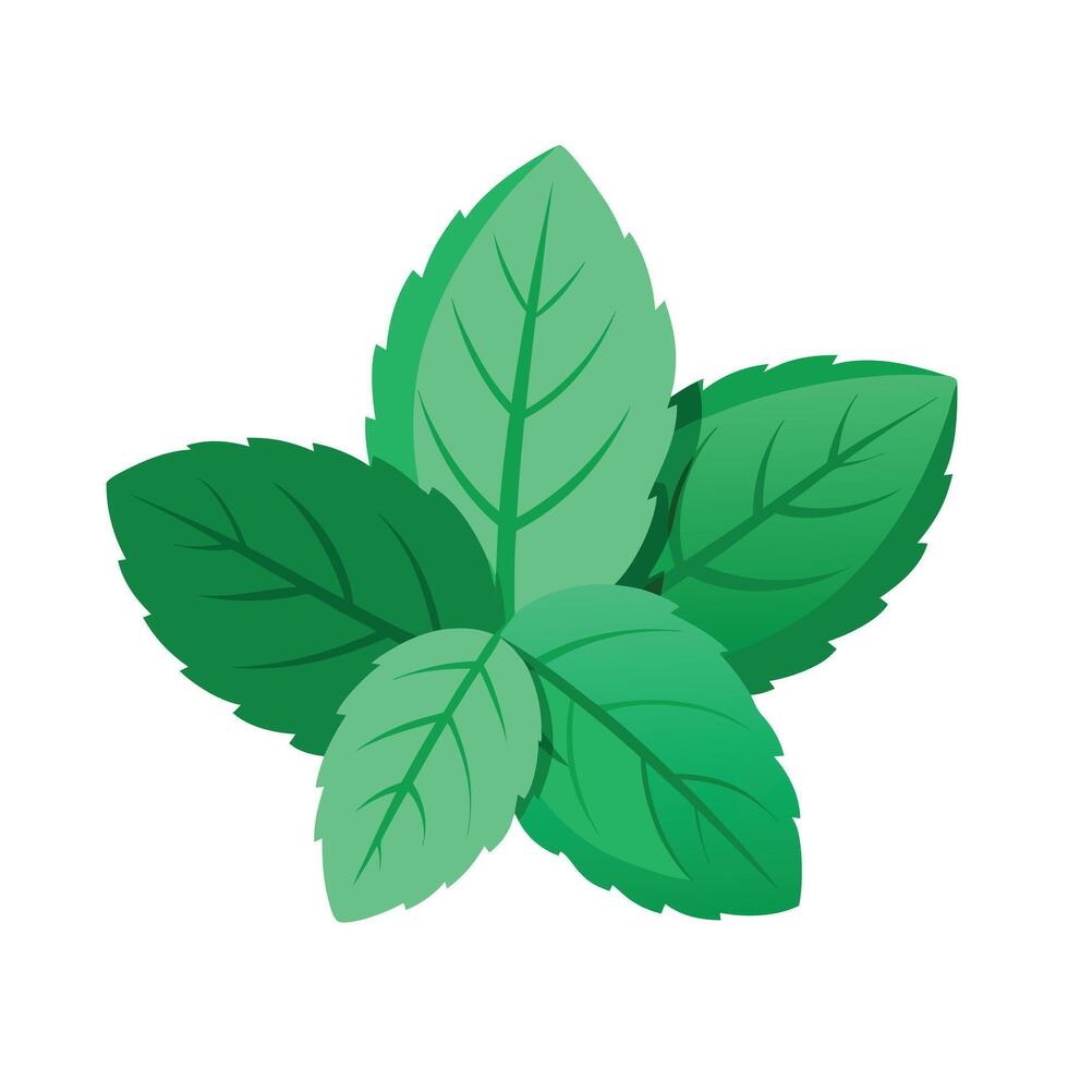 Realistic Beautiful Leaves Illustration vector