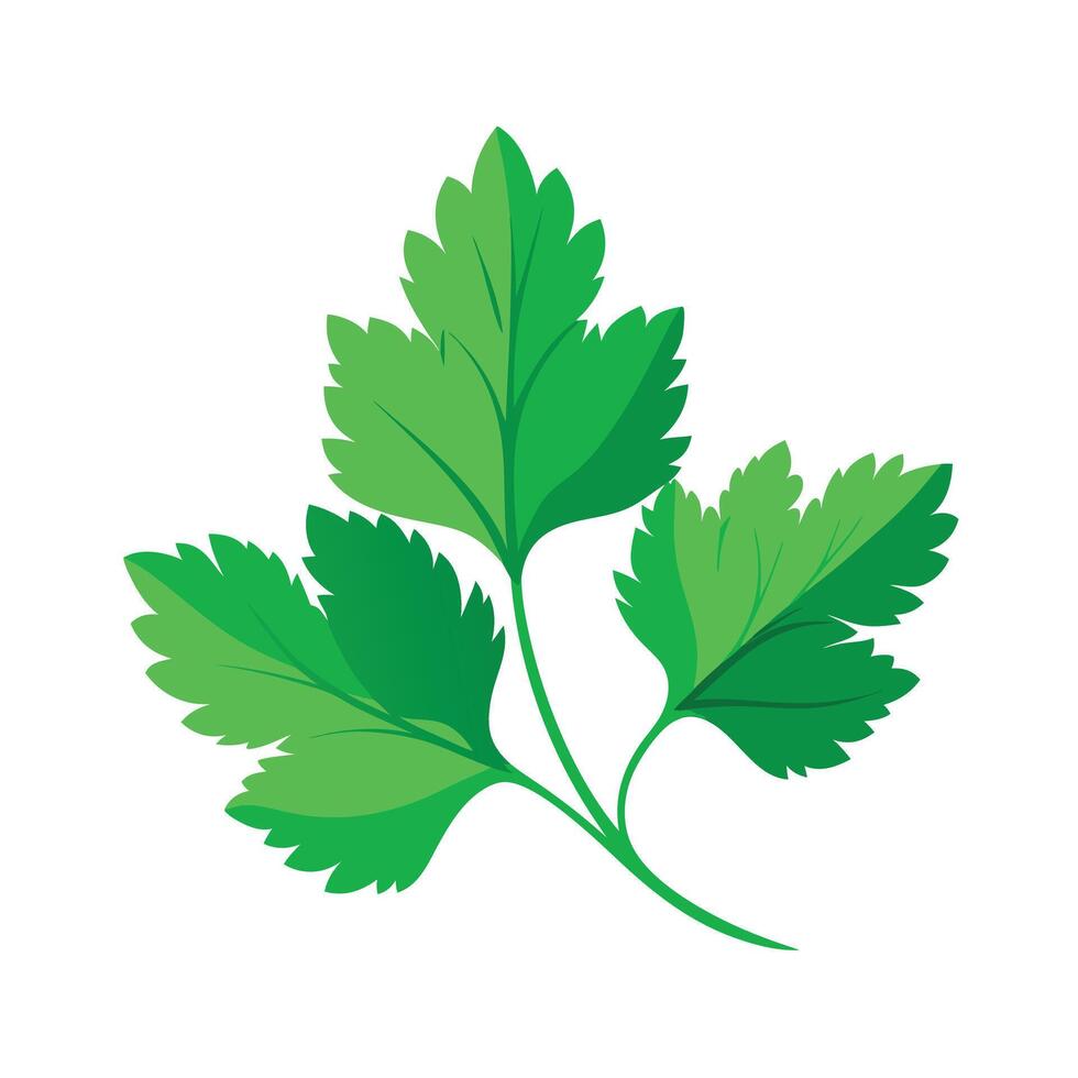 Realistic Beautiful Leaves Illustration vector
