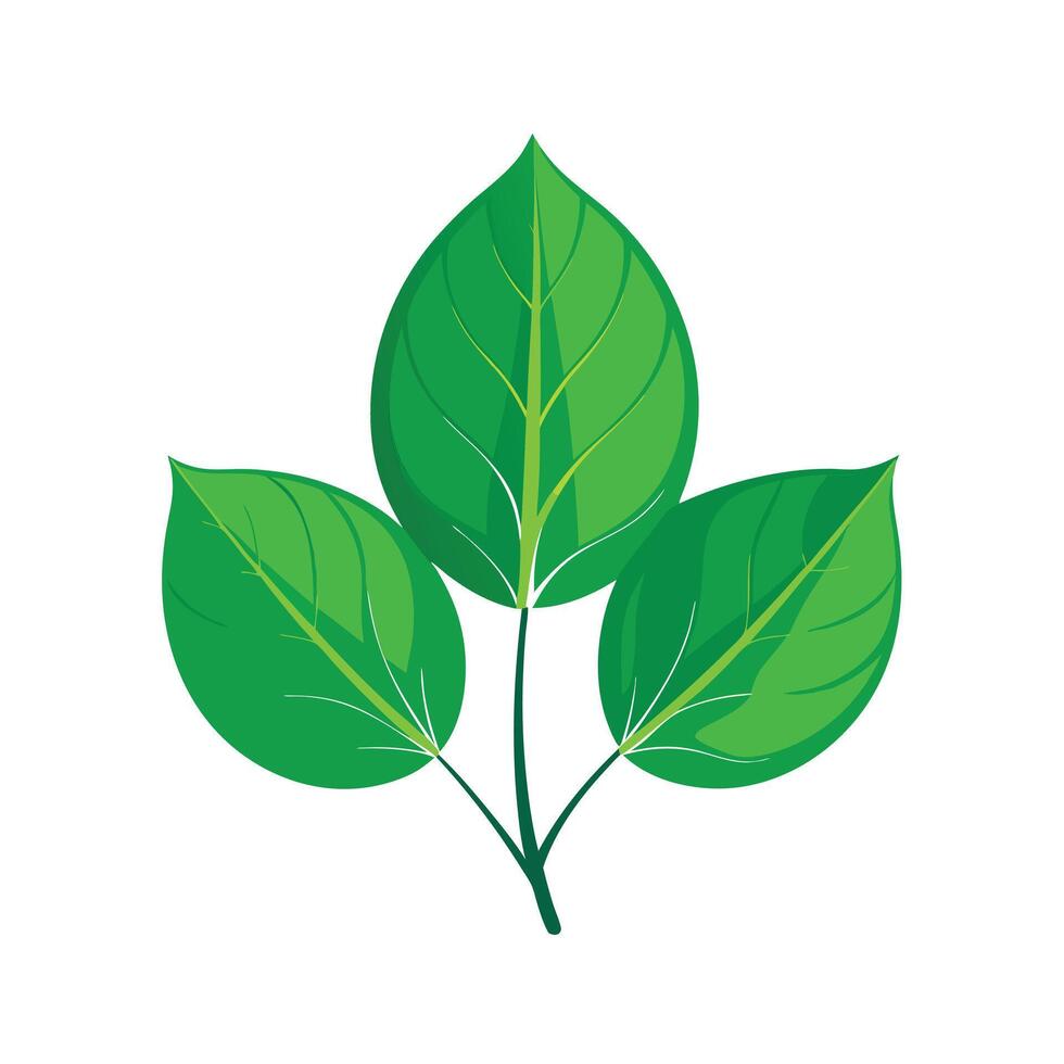Realistic Beautiful Leaves Illustration vector