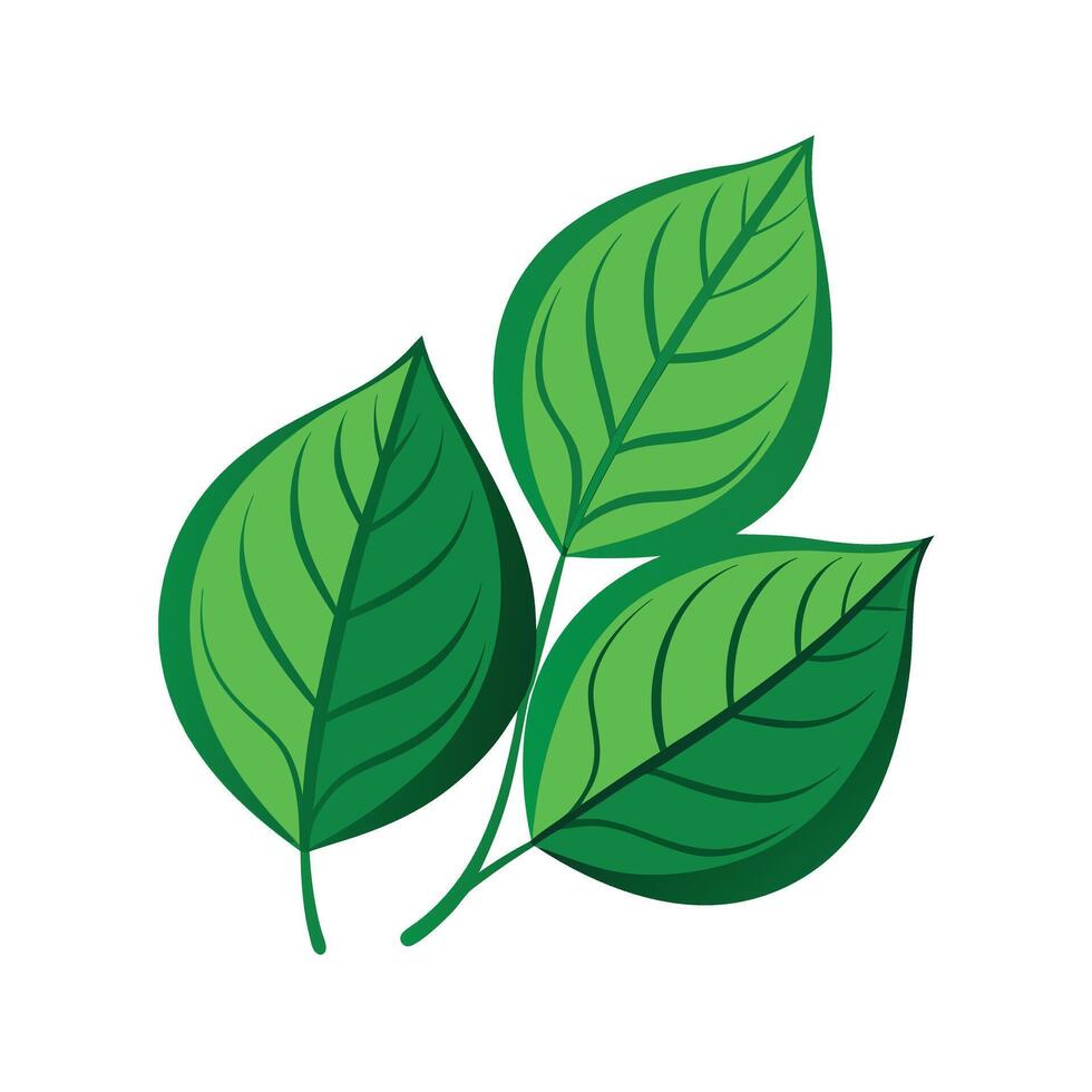 Realistic Beautiful Leaves Illustration vector