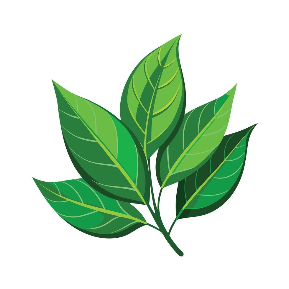 Realistic Beautiful Leaves Illustration vector