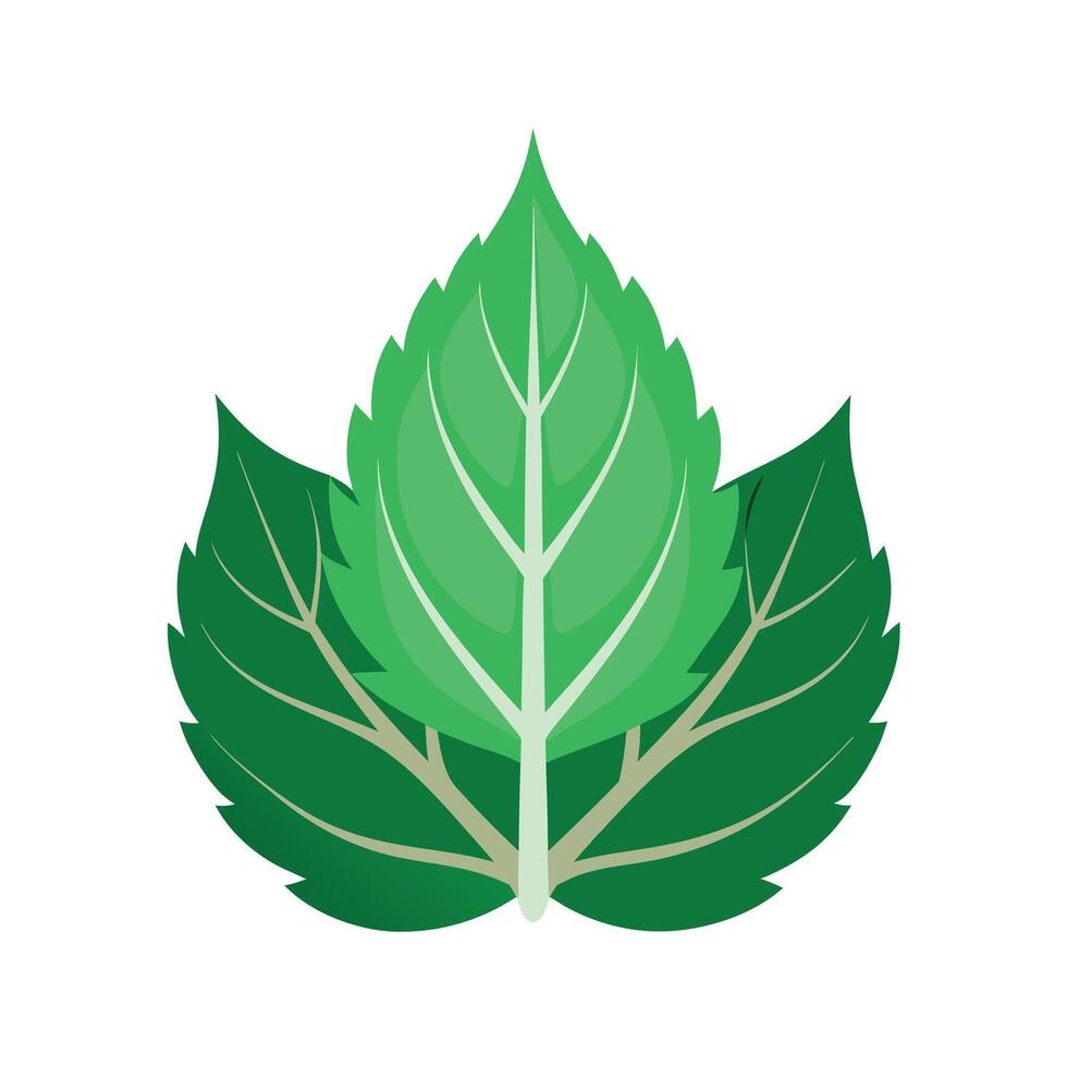 Realistic Beautiful Leaves Illustration vector